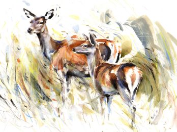Red Deer with Fawn, Mull
