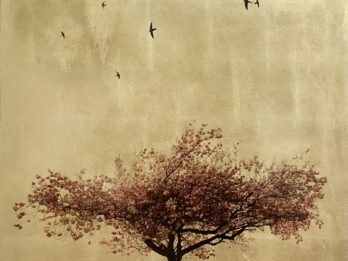 Prunus Serrulata in Excelsis