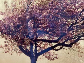 Prunus Serrulata in Excelsis